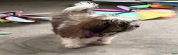 Malshi dogs for sale: Bella - Ad 3