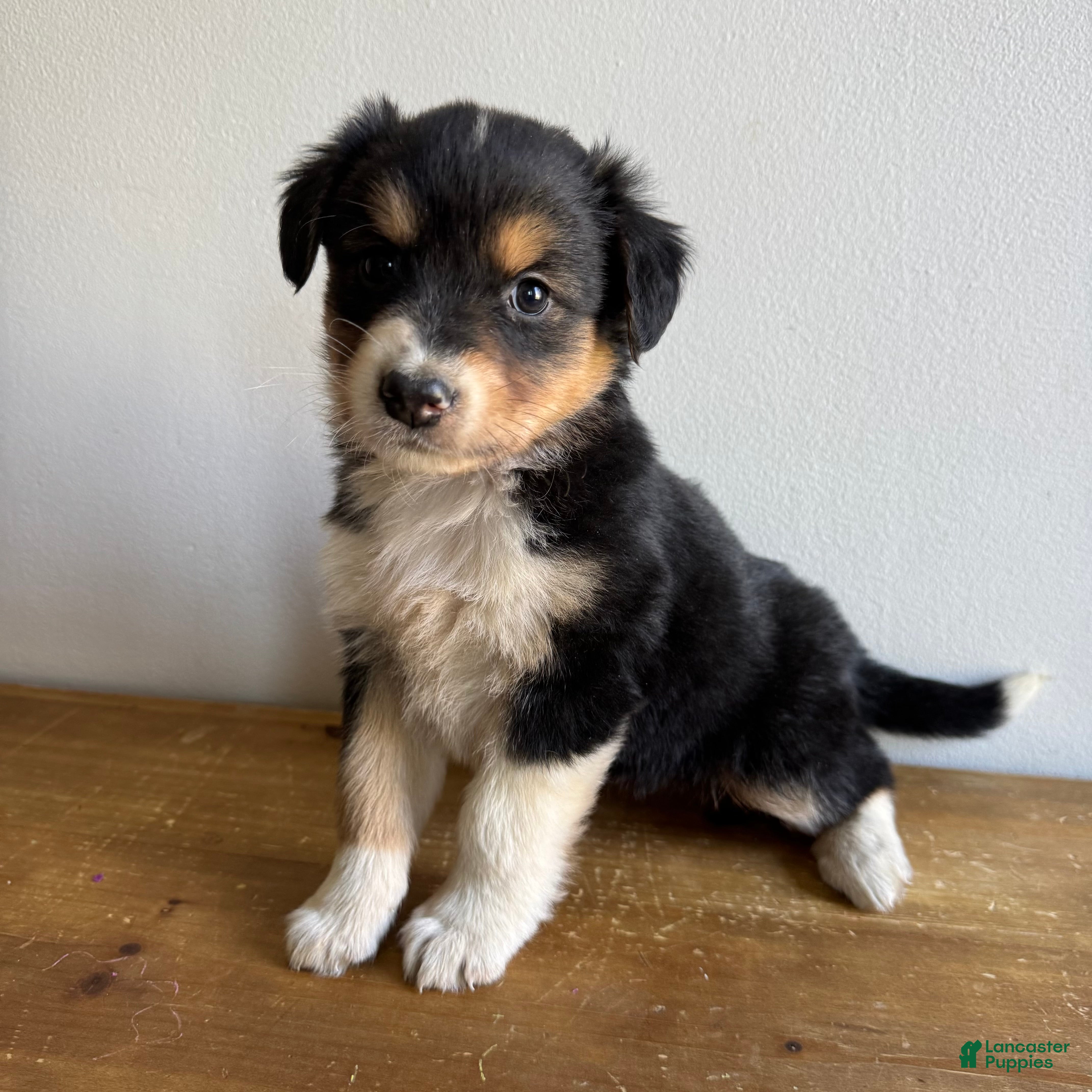 Mixed Breed dogs Stan - Ad 14