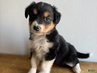 Mixed Breed dogs Stan - Ad 14