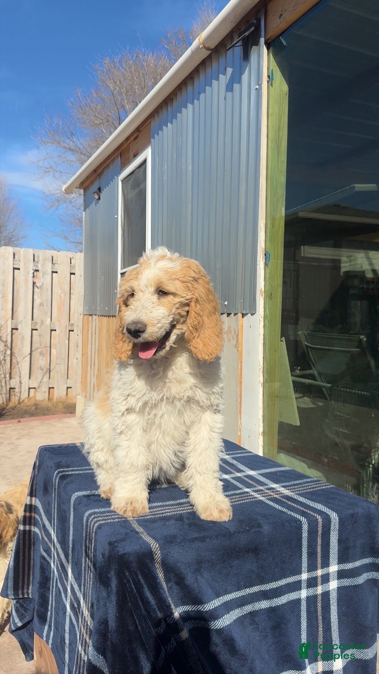 Goldendoodle dogs Lalita - Ad 13