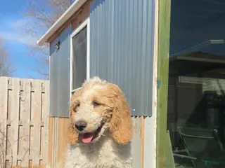 Goldendoodle dogs Lalita - Ad 13