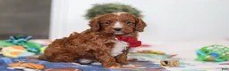 Cavapoo dogs for sale: Jaxon - Ad 3