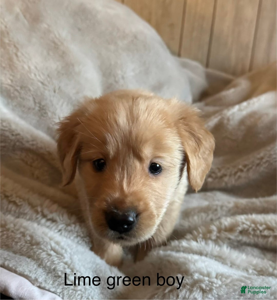Golden Retriever dogs for sale: Golden Retriever Puppy 1 - Ad 2