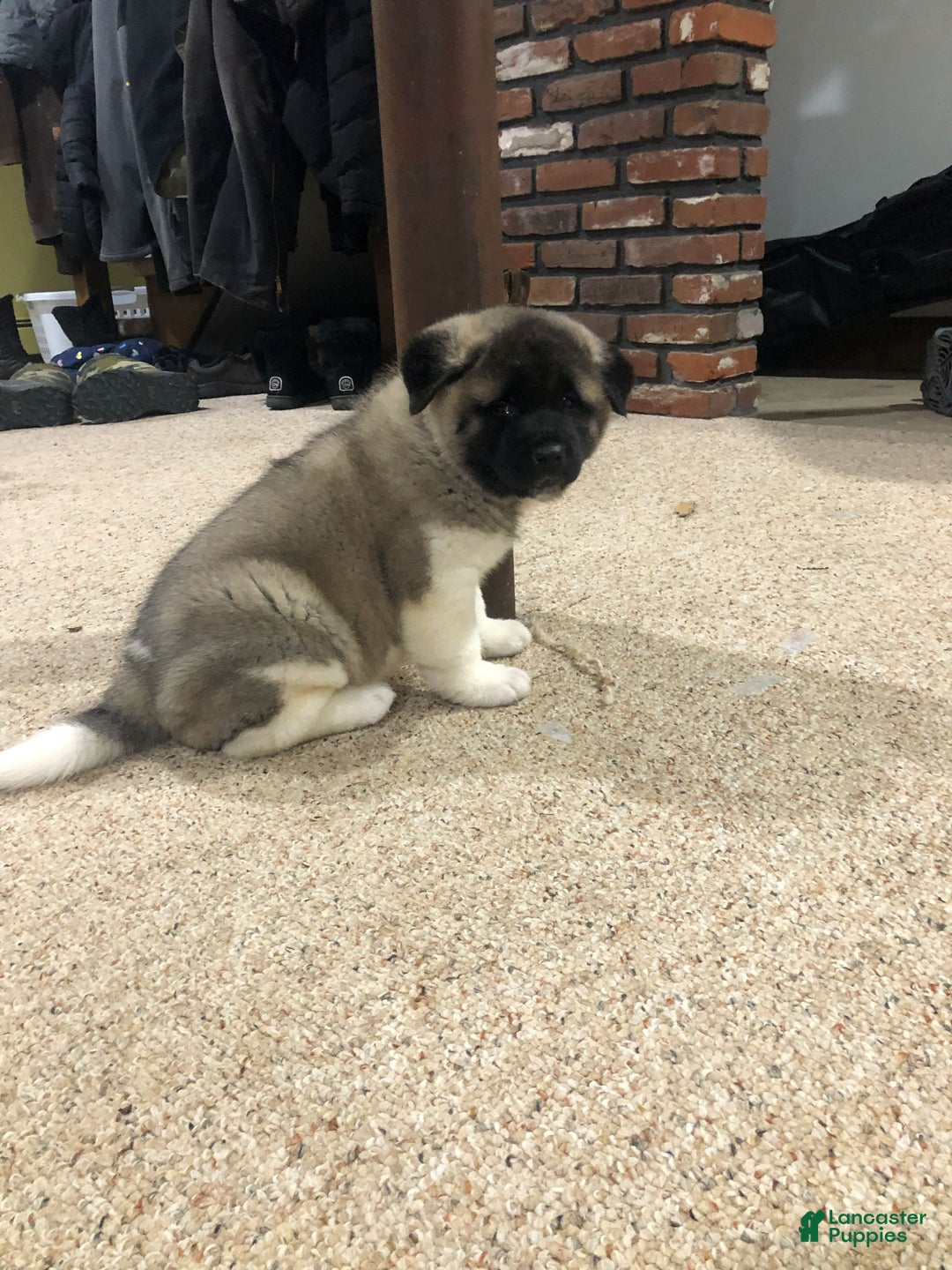 Akita dogs for sale: Melody - Ad 2