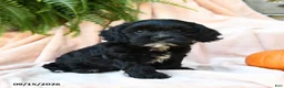 Cavachon dogs for sale: Lupine - Ad 3