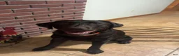 Labrador Retriever dogs for sale: Ricky - Ad 4
