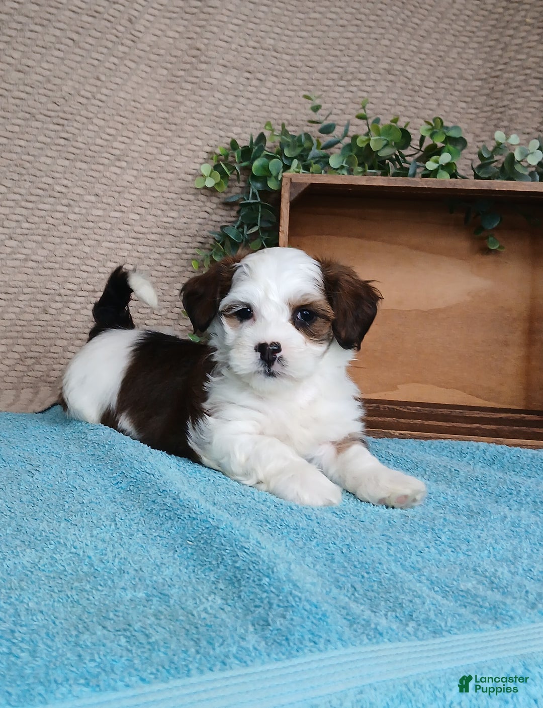 Havanese dogs for sale: Parker  - Ad 3