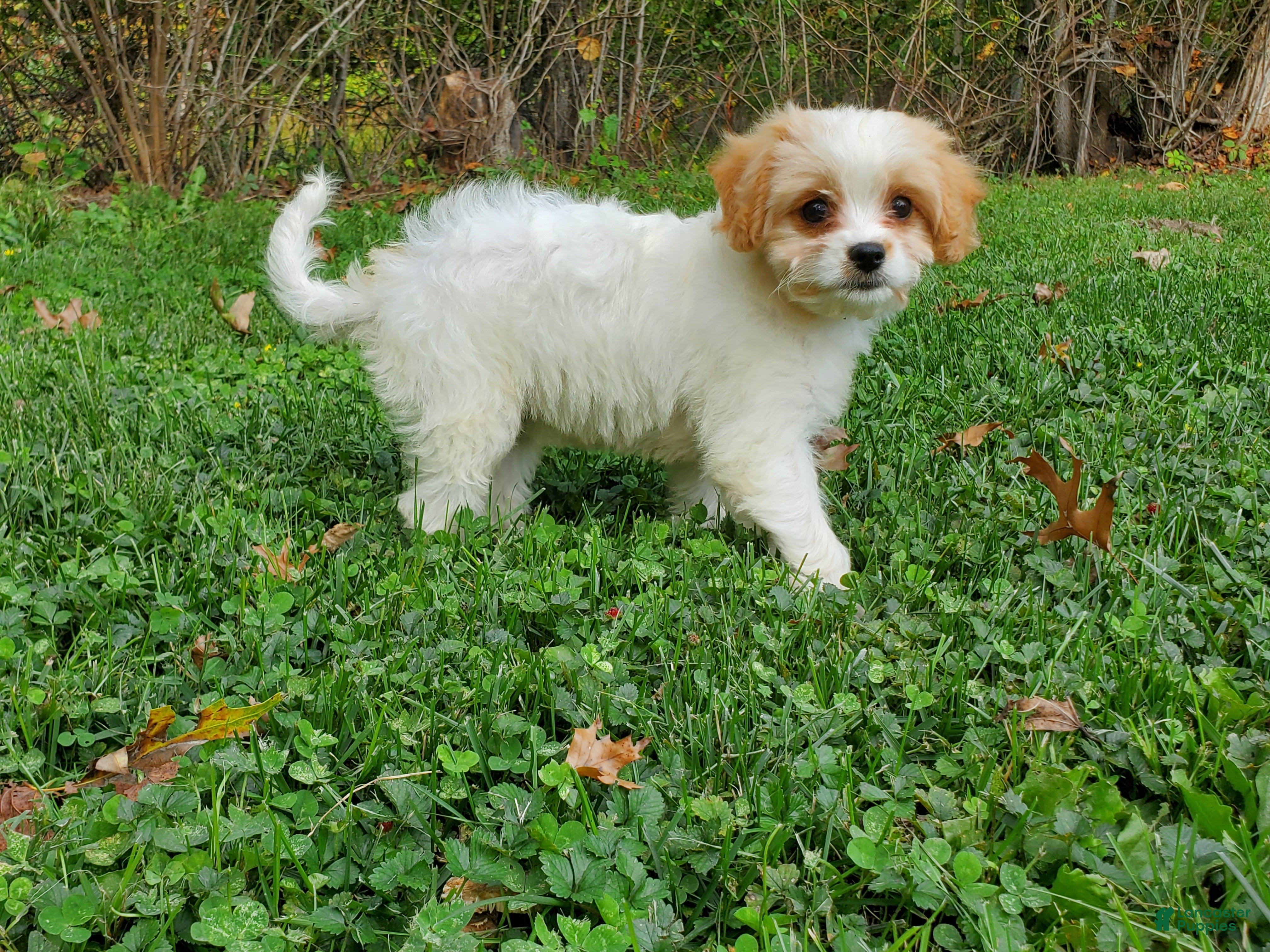 Cavachon dogs Blizzard - Ad 1