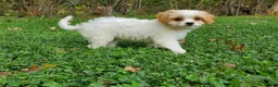 Cavachon dogs for sale: Blizzard - Ad 5