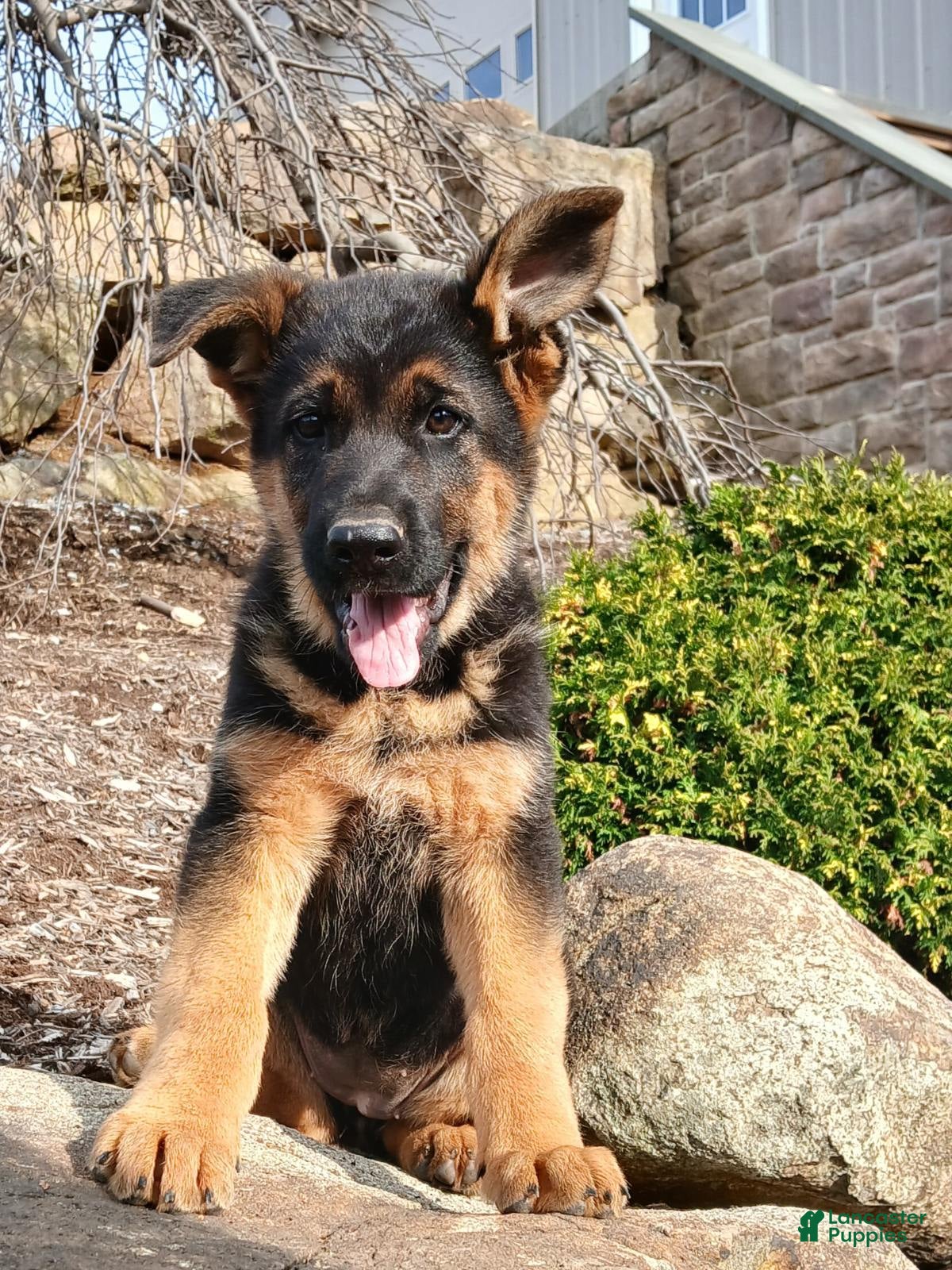 German Shepherd dogs Zara - Ad 1