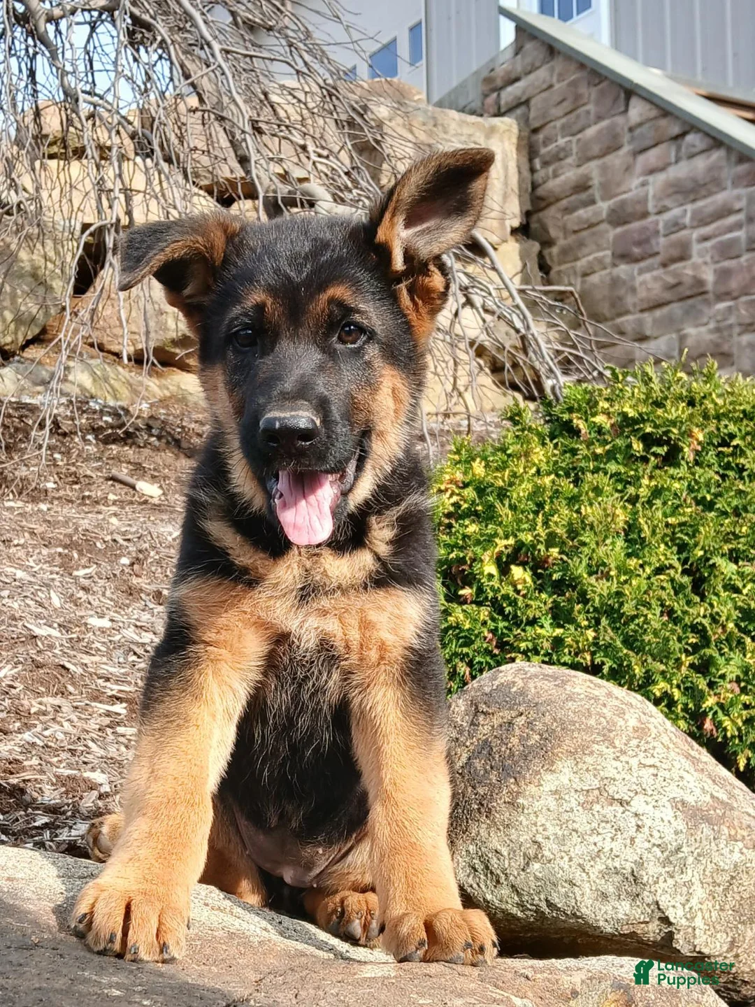 German Shepherd dogs for sale: Zara - Ad 1