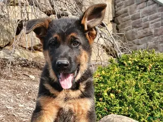 German Shepherd dogs for sale: Zara - Ad 1