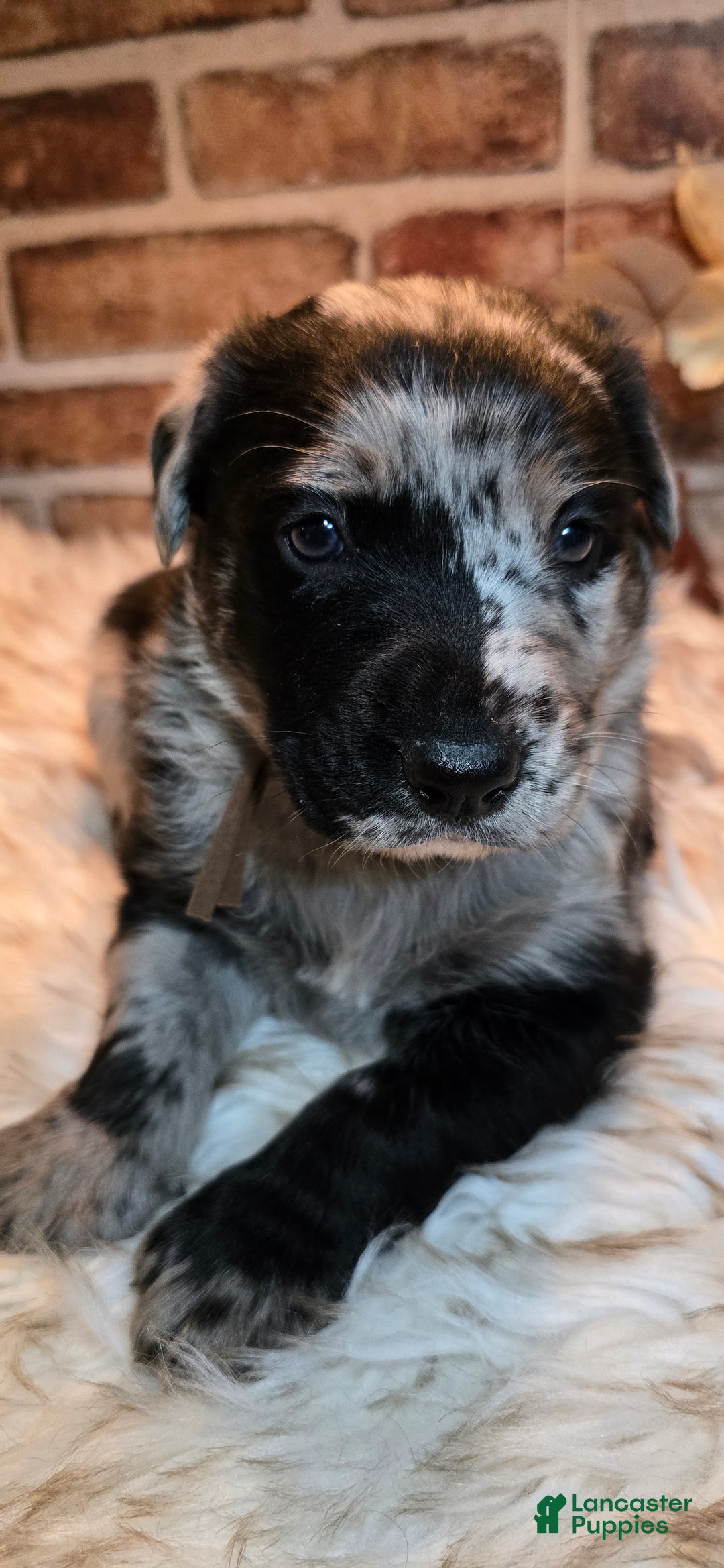 Mixed Breed dogs for sale: Willow - Ad 16