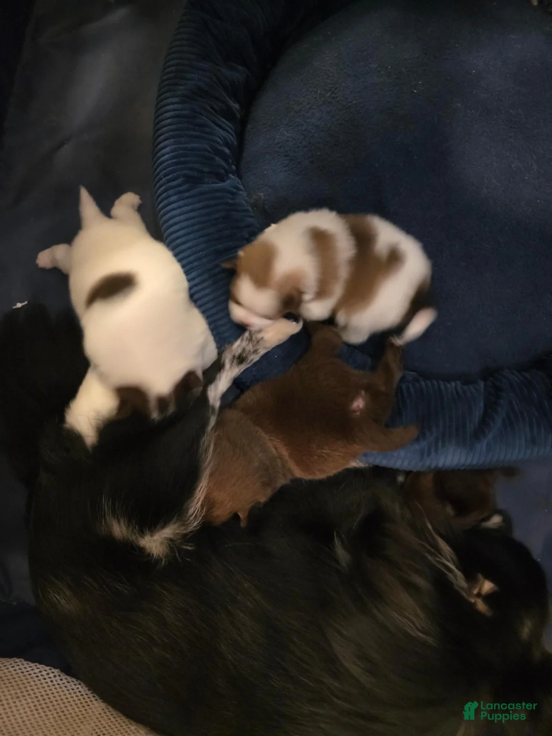 Pomeranian dogs for sale: Pugsly jr. - Ad 9
