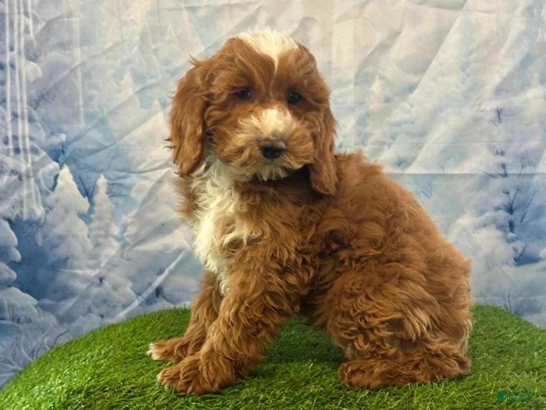 Cockapoo dogs for sale: Teddy - Ad 1