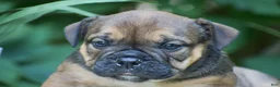 Olde English Bulldogge dogs for sale: Moose - Ad 3