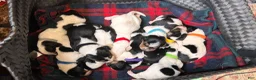 Mixed Breed dogs for sale: Wave - Ad 15