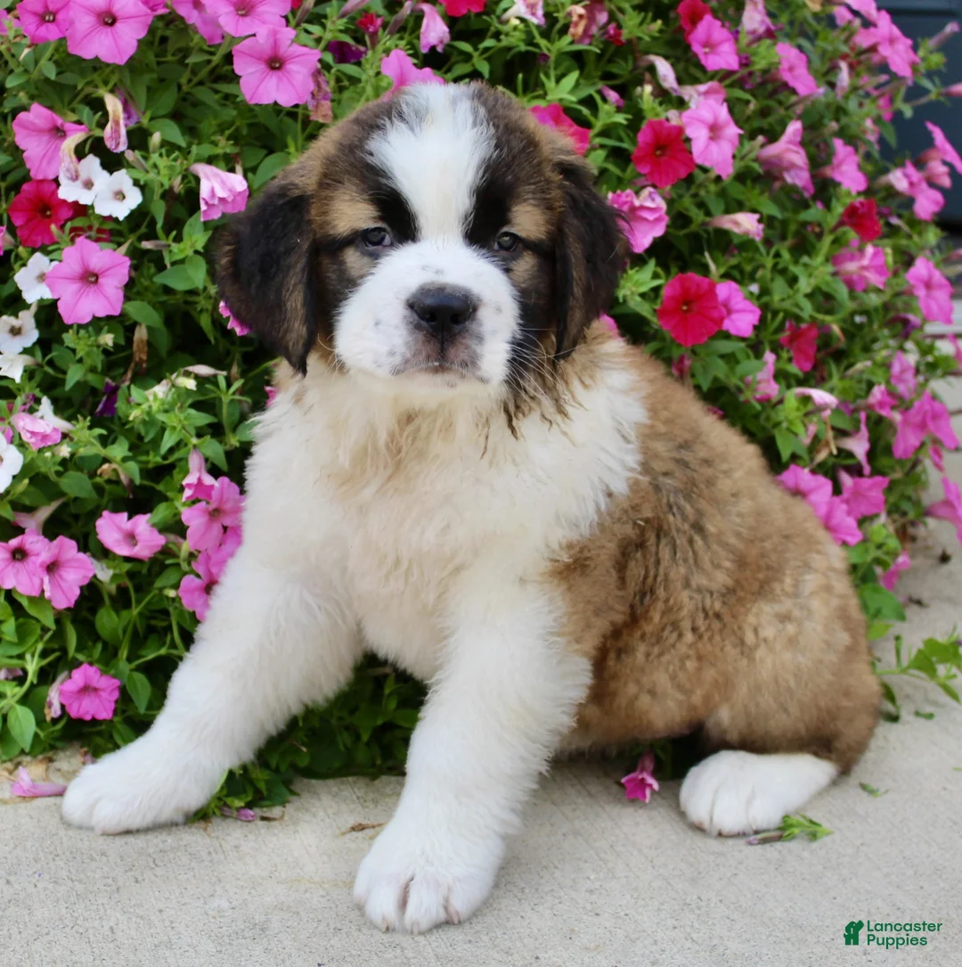 Saint Bernard dogs for sale: Bella - Ad 2