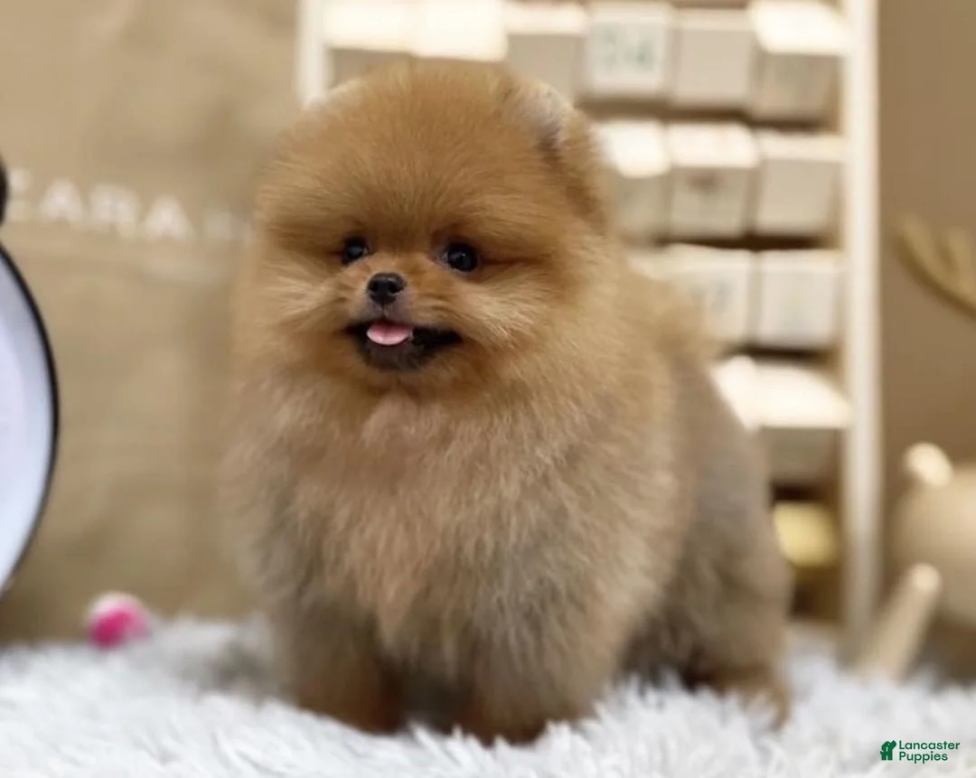 Pomeranian dogs for sale: Joy - Ad 1