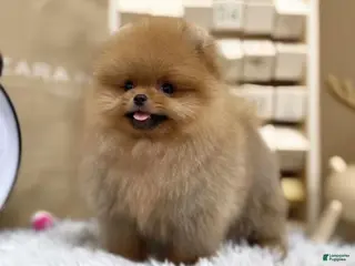 Pomeranian dogs for sale: Joy - Ad 3