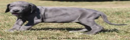 Great Dane dogs for sale: Sophie - Ad 3