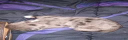 Daniff dogs for sale: DANTE-Daniff Puppy 3 - Ad 6