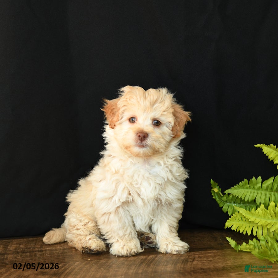 Mixed Breed dogs Creamer - Ad 1