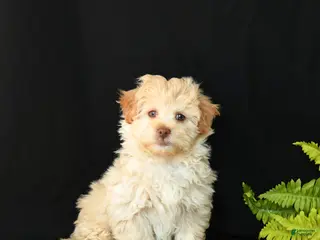 Mixed Breed dogs Creamer - Ad 1