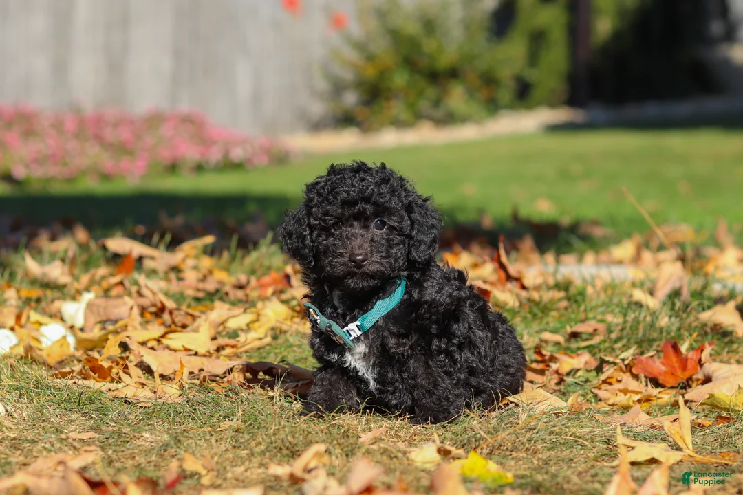 Miniature Poodle dogs for sale: Ringo🐾🐶 - Ad 1
