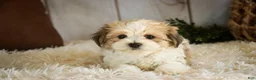 Havanese dogs for sale: Louis - Ad 3