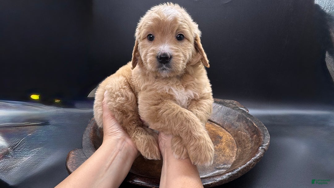 Mini Goldendoodle dogs for sale: Maggie F One - Ad 4