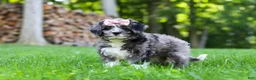 Bernedoodle dogs for sale: Willow - Ad 1