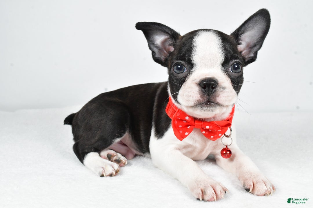 Boston Terrier dogs for sale: Wilson - Ad 1