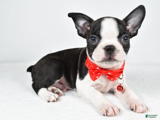 Boston Terrier dogs Wilson - Ad 8