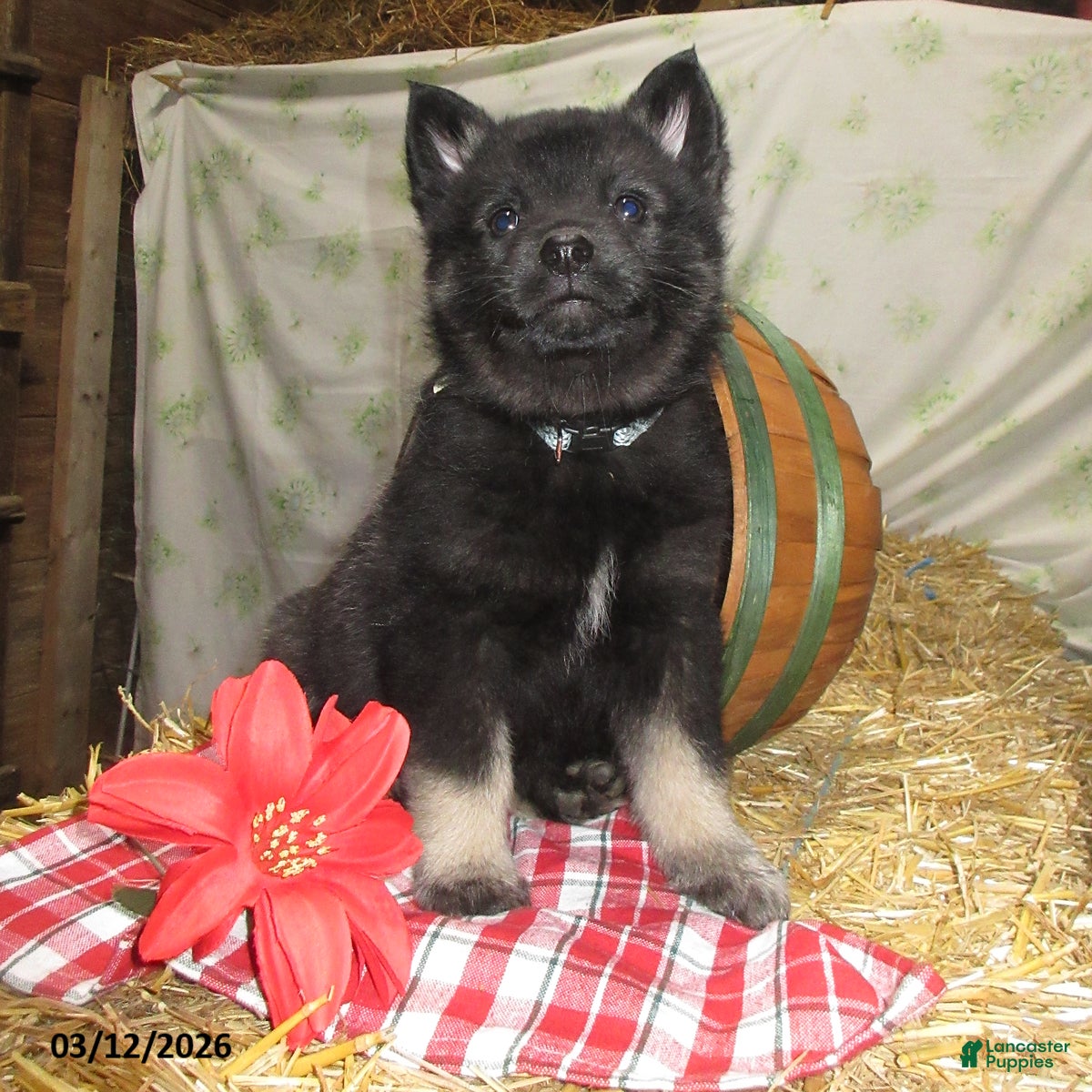Norwegian Elkhound dogs Larson - Ad 1