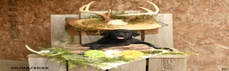Labrador Retriever dogs for sale: Remigton - Ad 5