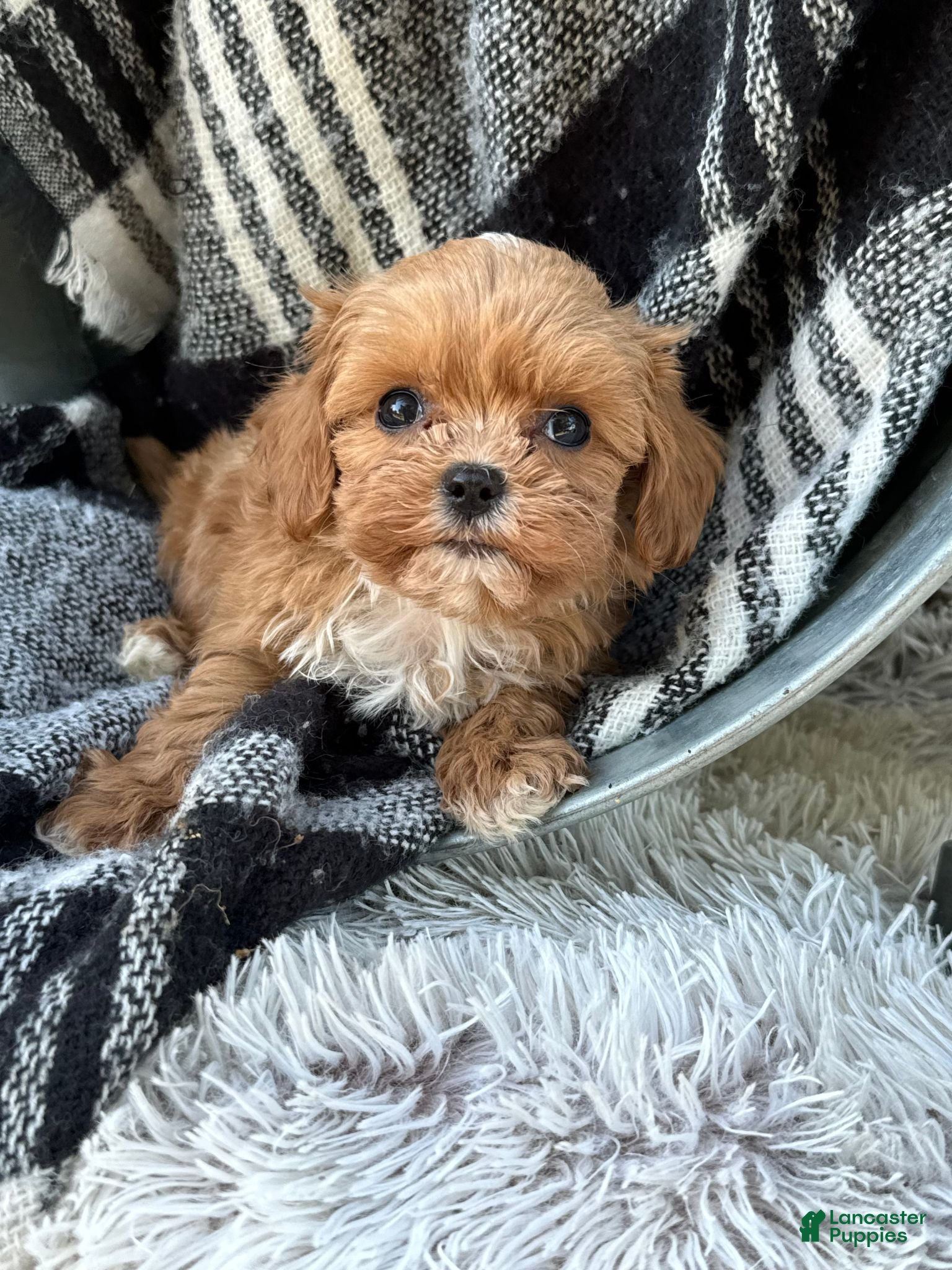 Cavapoo dogs Autumn - Ad 4