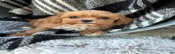 Cavapoo dogs for sale: Autumn - Ad 1