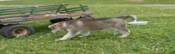 Gerberian Shepsky dogs for sale: Skye - Ad 2