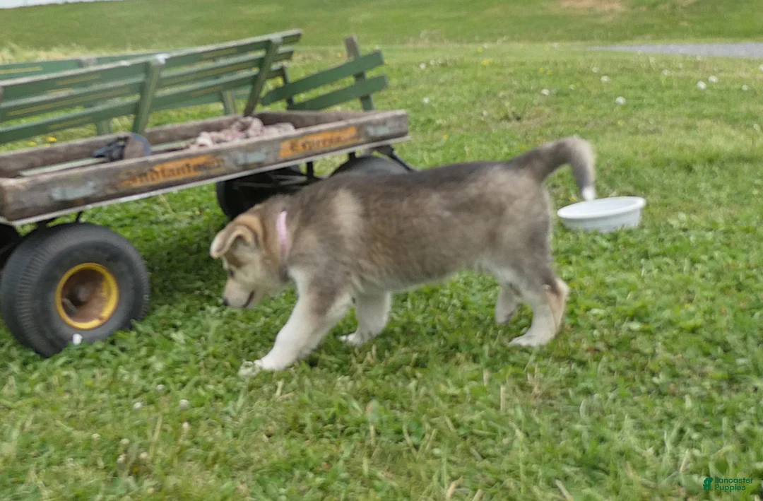 Gerberian Shepsky dogs for sale: Skye - Ad 2