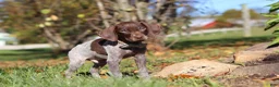 German Shorthaired Pointer dogs for sale: Asher - Ad 9