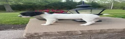 Jack Russell Terrier dogs for sale: Jrtca Daisy - Ad 4