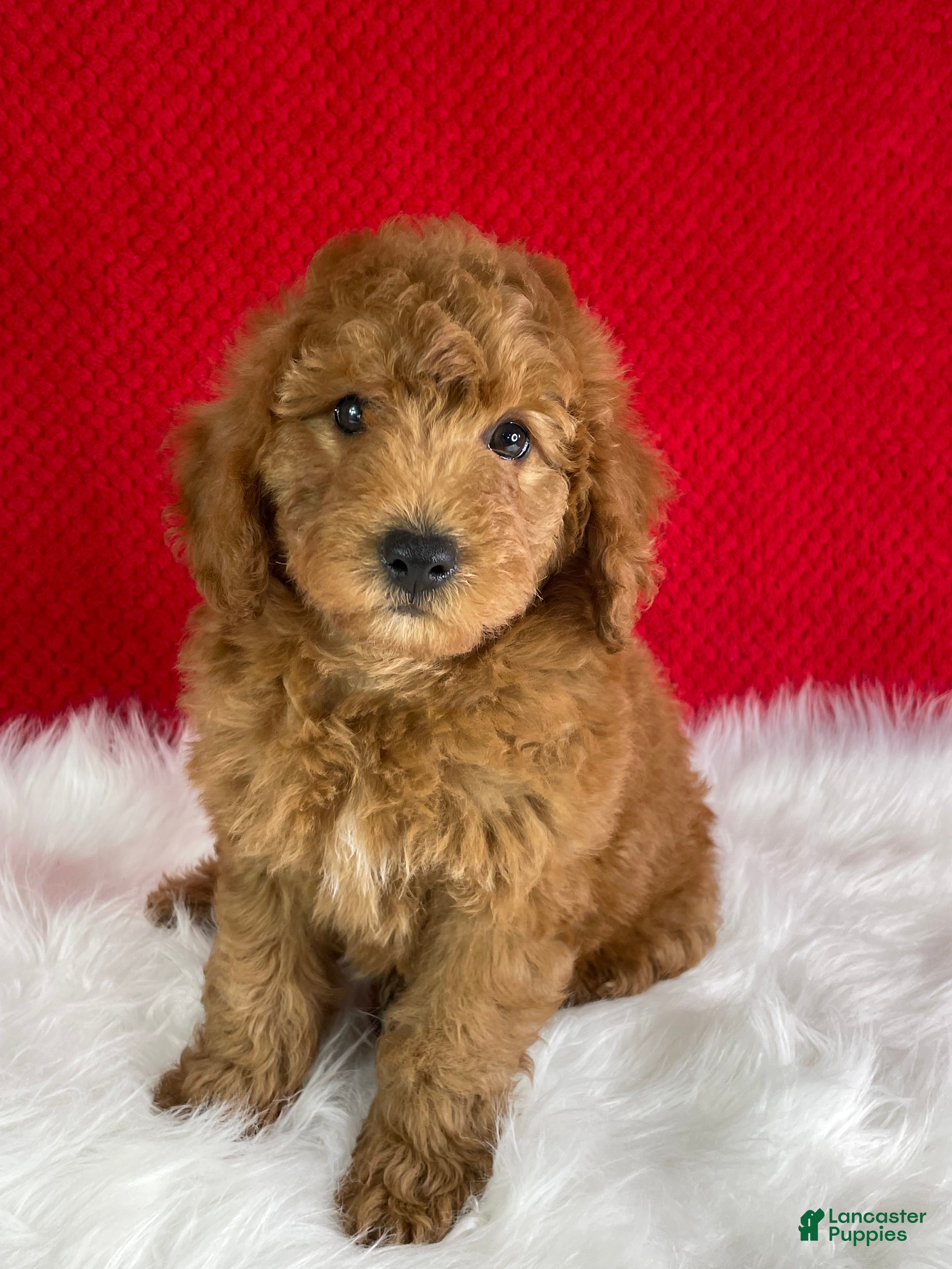 Mini Goldendoodle dogs Oliver - Ad 1