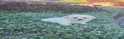 Maltese dogs for sale: Moose - Ad 4