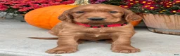 Irish Setter dogs for sale: Harrison - Ad 19