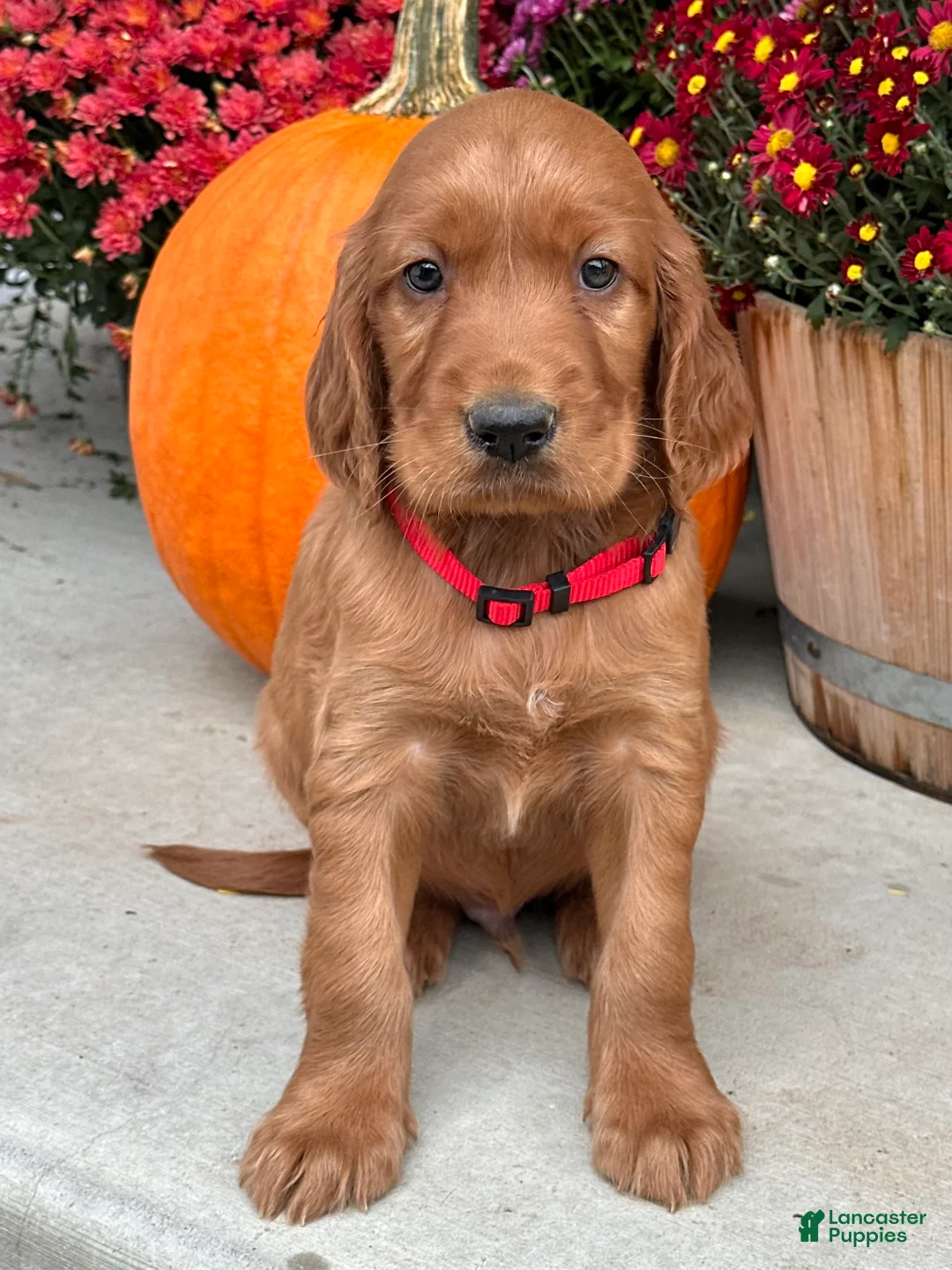Irish Setter dogs for sale: Harrison - Ad 19
