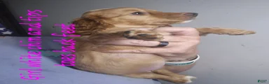 Miniature Dachshund 6