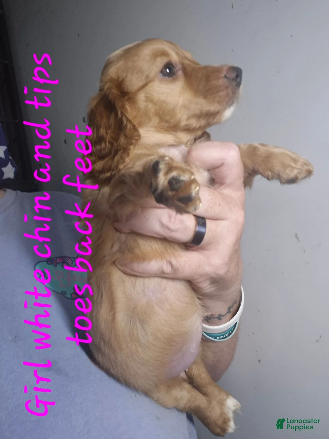 Miniature Dachshund dogs for sale: Miniature Dachshund 6 - Ad 1