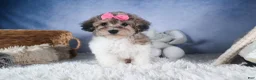 Bichpoo dogs for sale: Sweetheart - Ad 13