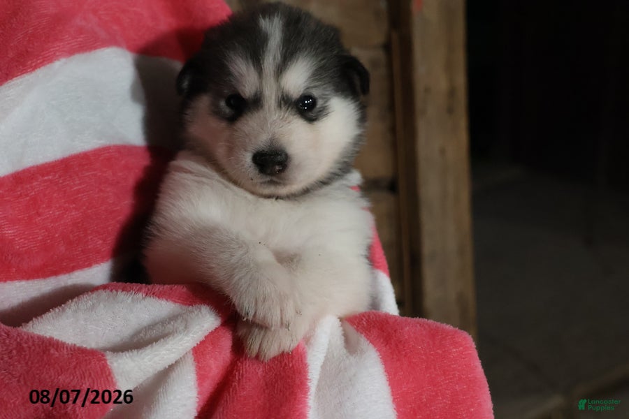 Alaskan Malamute dogs Bailey - Ad 1